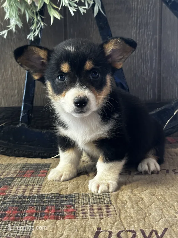 AKC Paisley – Pembroke Welsh Corgi puppy for sale in Mayslick, KY