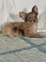 AKC Cassandra, a female Chihuahua for sale in Mayslick, KY – 3 of 10