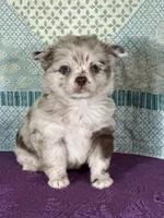 AKC Carla, a female Chihuahua for sale in Mayslick, KY – 5 of 9