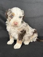 Boomer, a male Miniature Bernedoodle for sale in Mayslick, KY – 4 of 10