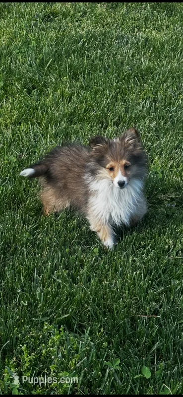 AKC Sheri – Shetland Sheepdog puppy for sale in Mayslick, KY