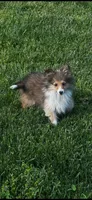 AKC Sheri, a female Shetland Sheepdog for sale in Mayslick, KY – 2 of 10