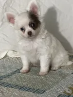 AKC Carter, a male Chihuahua for sale in Mayslick, KY – 10 of 10