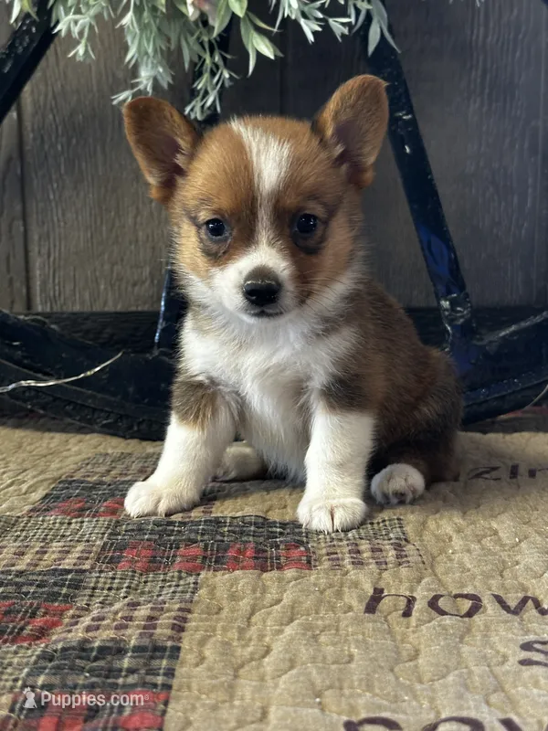 Prudence – Pembroke Welsh Corgi puppy for sale in Mayslick, KY