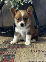 Prudence, a female Pembroke Welsh Corgi for sale in Mayslick, KY – 3 of 10