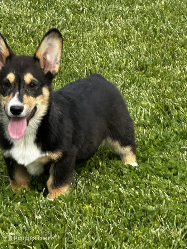 AKC Puddles – Pembroke Welsh Corgi puppy for sale in Mayslick, KY