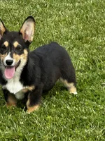 AKC Puddles, a male Pembroke Welsh Corgi for sale in Mayslick, KY – 1 of 9