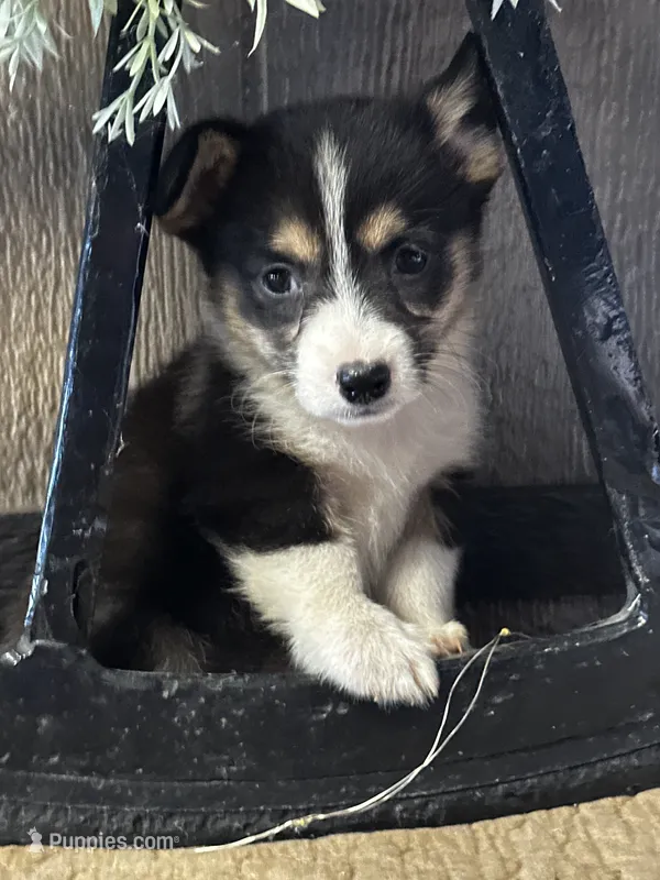 AKC Princess – Pembroke Welsh Corgi puppy for sale in Mayslick, KY