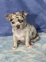 Cody, a male Chihuahua for sale in Mayslick, KY – 7 of 10