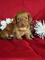 Dana, a female Miniature Dachshund for sale in Mayslick, KY – 10 of 10