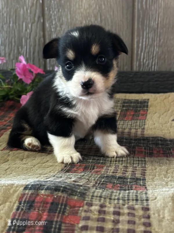 AKC Paisley – Pembroke Welsh Corgi puppy for sale in Mayslick, KY