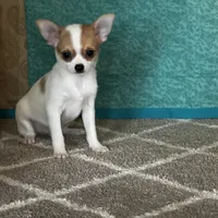 CKC Cupid, a male Chihuahua for sale in Mayslick, KY – Photo 1 of 10