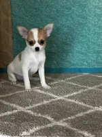 CKC Cupid, a male Chihuahua for sale in Mayslick, KY – Photo 1 of 10