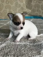 CKC Cupid, a male Chihuahua for sale in Mayslick, KY – Photo 9 of 10