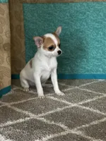 CKC Cupid, a male Chihuahua for sale in Mayslick, KY – Photo 4 of 10