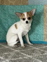 CKC Cupid, a male Chihuahua for sale in Mayslick, KY – Photo 10 of 10