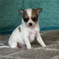 CKC Cupid, a male Chihuahua for sale in Mayslick, KY – Photo 5 of 10