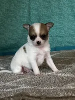CKC Cupid, a male Chihuahua for sale in Mayslick, KY – Photo 6 of 10