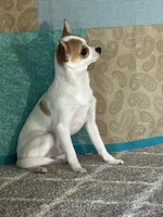 CKC Cupid, a male Chihuahua for sale in Mayslick, KY – Photo 9 of 10