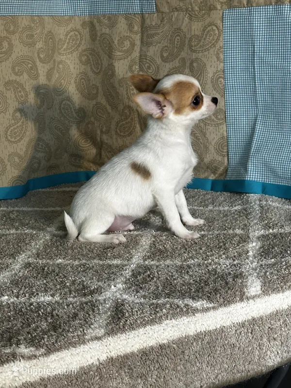 CKC Cupid – Chihuahua puppy for sale in Mayslick, KY