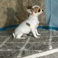 CKC Cupid, a male Chihuahua for sale in Mayslick, KY – Photo 2 of 10