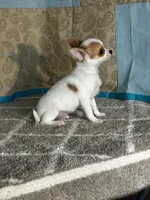 CKC Cupid, a male Chihuahua for sale in Mayslick, KY – Photo 2 of 10