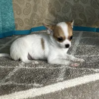 CKC Cupid, a male Chihuahua for sale in Mayslick, KY – Photo 4 of 10