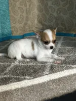 CKC Cupid, a male Chihuahua for sale in Mayslick, KY – Photo 5 of 10