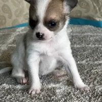 CKC Cupid, a male Chihuahua for sale in Mayslick, KY – Photo 7 of 10