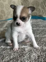 CKC Cupid, a male Chihuahua for sale in Mayslick, KY – Photo 10 of 10