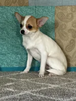 CKC Cupid, a male Chihuahua for sale in Mayslick, KY – Photo 8 of 10