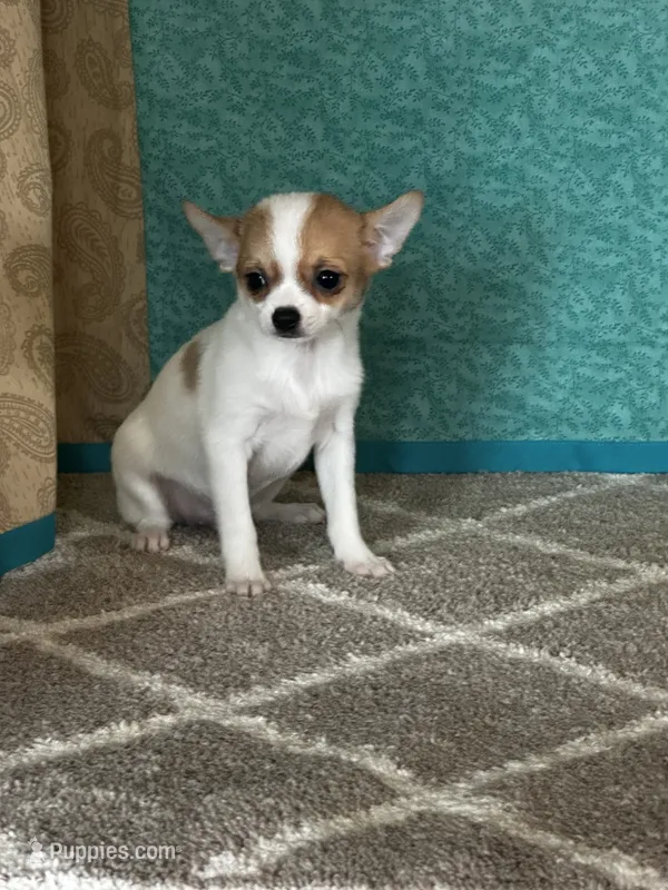 CKC Cupid – Chihuahua puppy for sale in Mayslick, KY