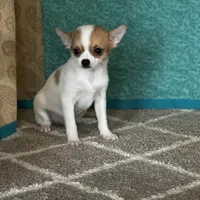 CKC Cupid, a male Chihuahua for sale in Mayslick, KY – Photo 3 of 10