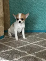 CKC Cupid, a male Chihuahua for sale in Mayslick, KY – Photo 3 of 10