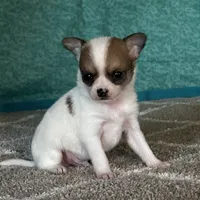 CKC Cupid, a male Chihuahua for sale in Mayslick, KY – Photo 6 of 10