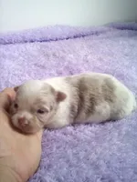 AKC Claudia, a female Chihuahua for sale in Mayslick, KY – 1 of 3