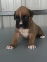 Brock, a male Boxer for sale in Mayslick, KY – 3 of 7