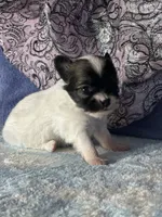 Chica, a female Chihuahua for sale in Mayslick, KY – 9 of 9
