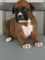 Bonnie, a female Boxer for sale in Mayslick, KY – 6 of 6