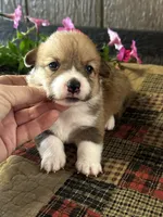 Prissy, a female Pembroke Welsh Corgi for sale in Mayslick, KY – 5 of 6