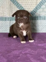 AKC Corbin, a male Chihuahua for sale in Mayslick, KY – 8 of 10