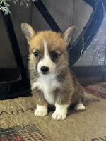 Precious, a female Pembroke Welsh Corgi for sale in Mayslick, KY – 5 of 10