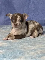Cocoa, a female Chihuahua for sale in Mayslick, KY – 5 of 9