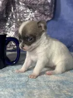 Candy, a female Chihuahua for sale in Mayslick, KY – 7 of 7