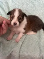 Shep, a male Shetland Sheepdog for sale in Mayslick, KY – 3 of 5