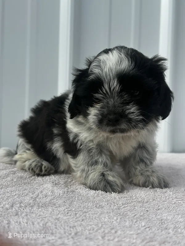 Shondra – Shih Tzu puppy for sale in Mayslick, KY