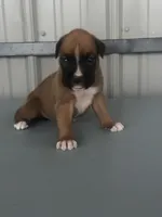 Brock, a male Boxer for sale in Mayslick, KY – 4 of 7