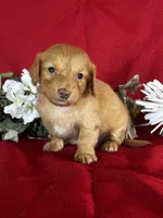 Delilah, a female Miniature Dachshund for sale in Mayslick, KY – 9 of 9
