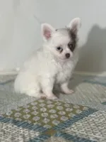 AKC Carter, a male Chihuahua for sale in Mayslick, KY – 5 of 10