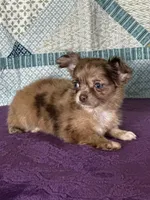 AKC Cassandra, a female Chihuahua for sale in Mayslick, KY – 4 of 10